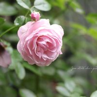 バラ,ローズヒップ,ロサグラウカ,ディープボルドー,薔薇 センテッド エアーの画像