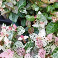 ハツユキカズラ,テイカカズラ,地植え,ガーデニング,鉢植え✨の画像