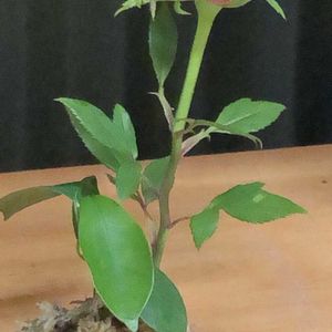 バラ,ガジュマル,ガジュマル,小さな花壇,良い香りの画像
