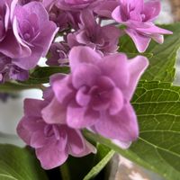 キュウリ,ゴーヤ,紫陽花,アボガド,アジサイのおまじないの画像