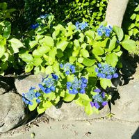 アジサイ,アジサイ,紫陽花,紫陽花,ガクアジサイの画像
