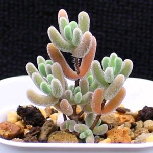 ハオルチア,多肉植物,エケベリア属,ハオルチア属,多肉大好きの画像