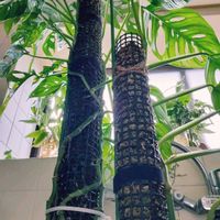 マドカズラ,モスポール,観葉植物,インドアグリーン,葉っぱ好きの画像