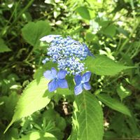 ペチュニア,スーパーチュニア グレープスター,オステオスペルマム スパイダー,鉢植え,地植えの画像