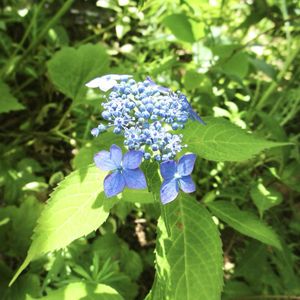 ペチュニア,スーパーチュニア グレープスター,オステオスペルマム スパイダー,鉢植え,地植えの画像