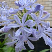 アガパンサス,鉢植え,ガーデニング,植え込み,大谷翔平の画像
