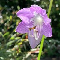 カモミール,ギボウシ,ヒューケラ,ムラサキカタバミ,花のある暮らしの画像