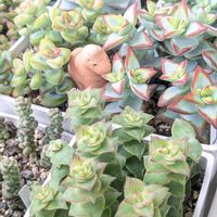 南十字星,愛星,サンスター,多肉植物,クラッスラ属の画像