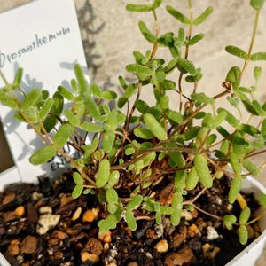 アジサイ,ランポー玉,ドロサンテマム ,コノフィツム属,花のある暮らしの画像
