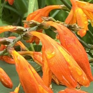 ヒメヒオウギズイセン,ヒメヒオウギズイセン,開花,可愛い,毎年恒例の画像
