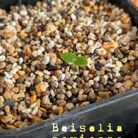 pachypodium makayense,Beiselia mexicana,実生,コーデックス,バルコニストの画像