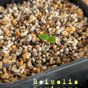 pachypodium makayense,Beiselia mexicana,実生,コーデックス,バルコニストの画像