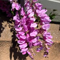 ニワフジ,ニワフジ,鉢植え,花壇,ガーデニングの画像