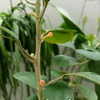 小判菩提樹,フィカス ゴールドコイン,フィカス デルトイデア,観葉植物,植物のある暮らしの画像