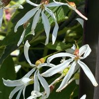ミツバシモツケ,ミツバシモツケ,鉢植え,花壇,ガーデニングの画像