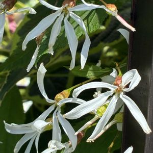 ミツバシモツケ,ミツバシモツケ,鉢植え,花壇,ガーデニングの画像