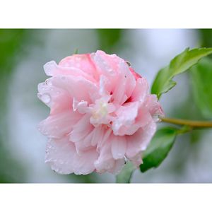 ムクゲ,広い庭の画像