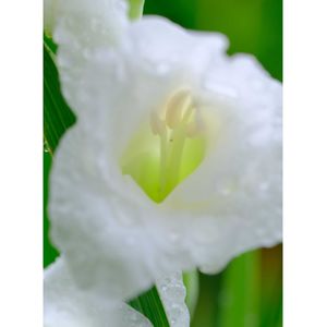 グラジオラス,広い庭の画像