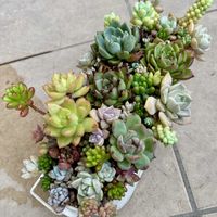 多肉,多肉,多肉植物 寄せ植え,多肉植物 寄せ植え,多肉植物の寄せ植えの画像