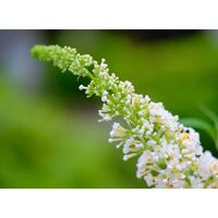 ブッドレア,広い庭の画像