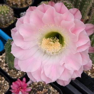 サボテン,花サボテン,多肉植物,サボテンの花,花のある暮らしの画像