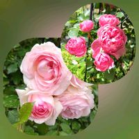 薔薇♪,宿根草♪,ばら バラ 薔薇,お庭作り中,広い庭の画像