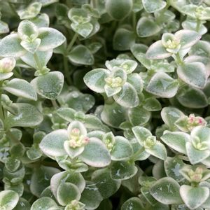 リトルミッシー,多肉植物,ネコ好き,多肉中毒,植中毒の画像