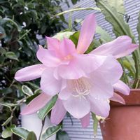 クジャクサボテン,多肉植物,サボテンの花,花のある暮らし,ピンク❤︎ピンクの画像