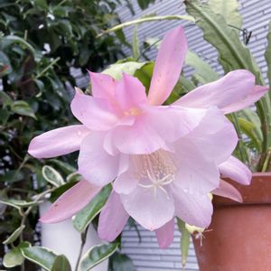 クジャクサボテン,多肉植物,サボテンの花,花のある暮らし,ピンク❤︎ピンクの画像
