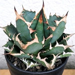 アガベ チタノタ 姫巌龍,多肉植物,アガベ属,多肉のある暮らし,植中毒の画像