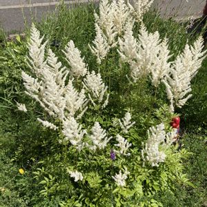 まだまだ初心者,北海道,寒冷地,小さな小さな庭,前庭の画像