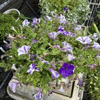 ペチュニア,収穫♪,スピッツと一緒,野菜遺産プロジェクト,一口にんじんの画像