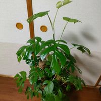 ヒメモンステラ,観葉植物,つる性植物,ベランダー,着生植物の画像