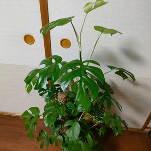 ヒメモンステラ,観葉植物,つる性植物,ベランダー,着生植物の画像