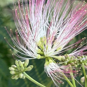 ネムノキ,ネムノキ,ネムノキ,桜の木,ネムノキの花の画像