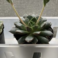 エケベリア,ハオルチア,多肉植物,花芽,かわいい♡の画像
