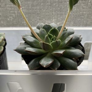 エケベリア,ハオルチア,多肉植物,花芽,かわいい♡の画像