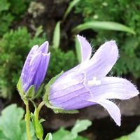 イワキキョウ？,イワキキョウ？,多年草,鉢植え。,キキョウ科の画像