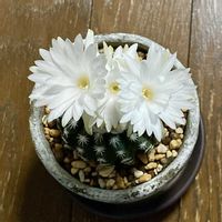 サボテン,ディスコカクタス ホルスティ,ディスコカクタス ホルスティ,ディスコカクタス ホルスティ,多肉植物の画像