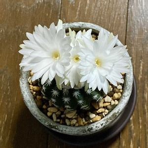 サボテン,ディスコカクタス ホルスティ,ディスコカクタス ホルスティ,ディスコカクタス ホルスティ,多肉植物の画像