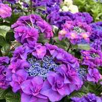 アナベル,紫陽花 アジサイ あじさいの画像