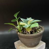 多肉植物,観葉植物,塊根植物,コーデックス,アガベ属の画像
