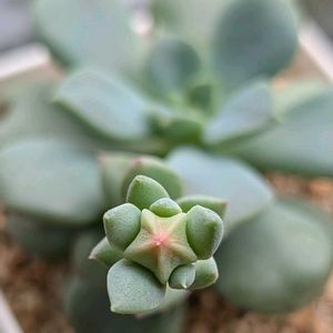 ハーゲアナ,多肉植物,珍奇植物,美しい...,おうち園芸の画像