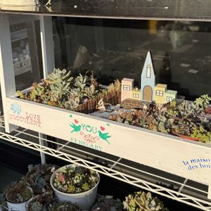 寄せ植え,多肉植物,ガーデニング,植物のある暮らしの画像