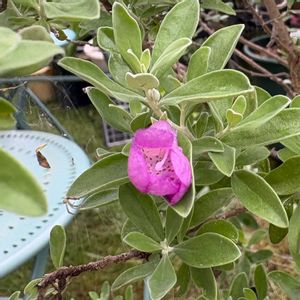 レウコフィラム,レウコフィラム,鉢植えの画像