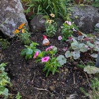 植え付け,買い物,みまもり隊,風に揺れる花,おうち園芸の画像
