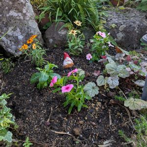 植え付け,買い物,みまもり隊,風に揺れる花,おうち園芸の画像