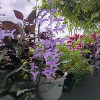 ルリマツリ,いつも笑顔で過ごそう♡,GS皆様ありがとう,しあわせ運べるように,花友さん♡ありがとうの画像