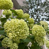 アナベル,イチジク,イチジク ホワイトマデイラ♯1の画像