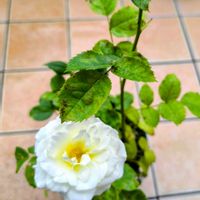 ベランダの画像